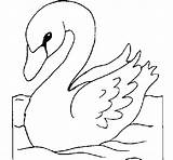 Cisne Colorear Aves sketch template