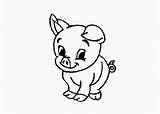 Pig Coloring Baby Pages Cartoon Kids sketch template