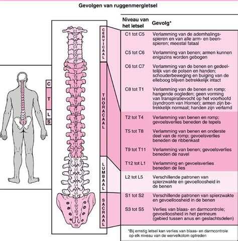 opbouw van de ruggenwervel rug hersenen zenuwbanen  lichtpuntje dwarslaesie ruggenmerg
