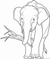Elephant Eating Coloring African Drawing Pages Color Coloringpages101 Getdrawings sketch template