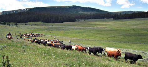 open range cattle drive double rafter cattle ranch