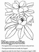Coloring Magnolia Blossom Louisiana Symbols State Printables 31kb States United Getdrawings Leaf Drawing sketch template