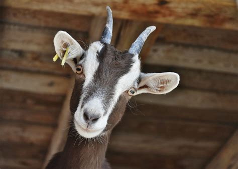 goat vet  warrior al goat health  stewart animal clinic