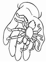 Spider Spinne Ausmalbilder Spiders Anansi Aranhas Ausmalbild Kostenlos Sheets Bestcoloringpagesforkids sketch template