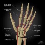 arterial supply   hand radiology reference article radiopaediaorg