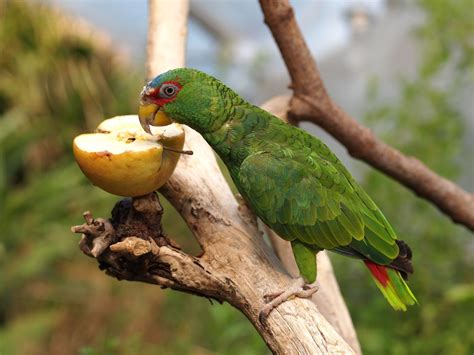 p amazon parrot parrot species