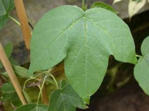 tree cotton facts  health benefits