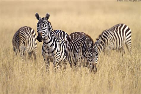 mammiferi africa wildlife  nature photography marco mattiussi