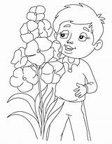 Gladiolus Coloring Blooming Pages sketch template