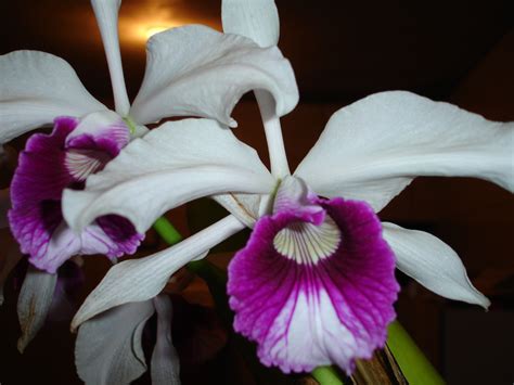orquideas flores de diversas formas cores  tamanhos tecnologia