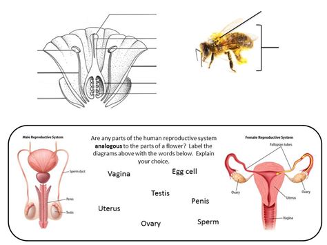 sexual reproduction