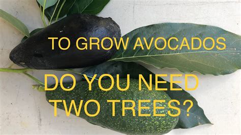 Grow And Fruit Avocados Do I Need A Male And Female Tree Youtube