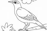 Myna Coloring Bird Cute Designlooter 420px 5kb sketch template