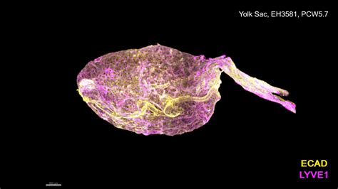 yolk sac cell atlas reveals multiorgan functions  human early