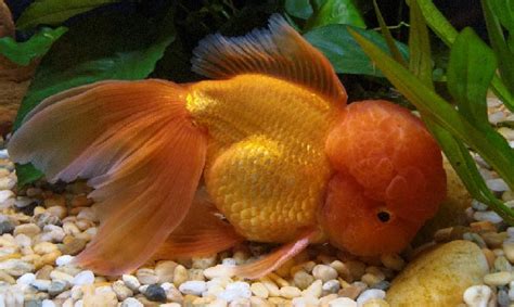 populaire sluierstaart en goudvis soorten voor aquarium aquabak