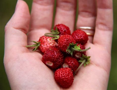 growing strawberries indoors   grow strawberries indoors