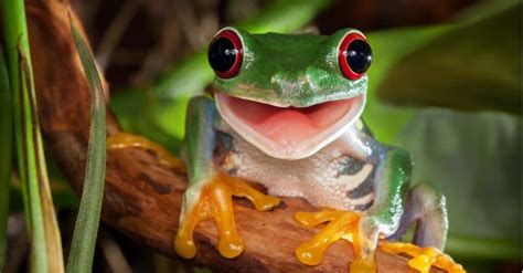 cutest frogs   world