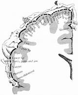 Map Tonotopic Systems Homunculus Brain Adjacent Parts Cortex Somatosensory Sensory Auditory Somatotopic Onto Mapped Means Body Neuro Ualberta Ca sketch template