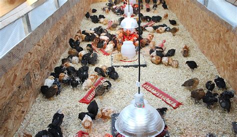 your complete guide to brooding chicks hobby farms
