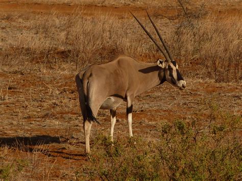 a safari in samburu national reserve helen in wonderlust