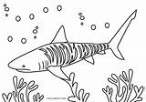 Shark Hai Tigerhai Cool2bkids sketch template