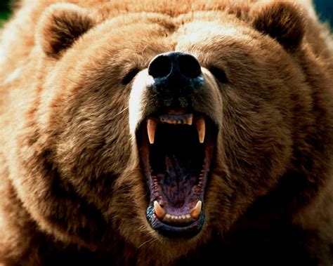 bear facts  habitation  bears  alaska subversify