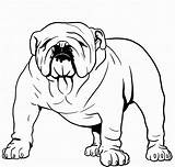 Bulldog English Bulldogs Sheets British Coloring4free Bestcoloringpagesforkids Clipartmag Frenchie Dragoart sketch template
