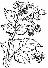 Coloring Pages Rama Berries Raspberries Branch Colorkid Search sketch template