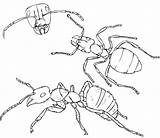 Ant Bestcoloringpagesforkids Ants sketch template