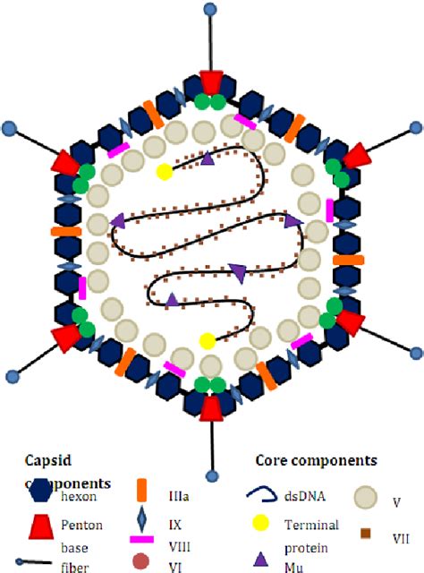 Structure Of An Adenovirus Download Scientific Diagram