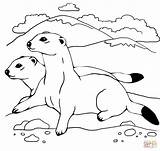 Ferrets Coloring Pages Two Weasel Colouring Printable Ferret Animal Color Footed Elegant Animals Crafts Version Click Shapes Body Kids Printables sketch template