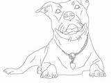 Coloring Pitbull Realistic Pages Printable Getcolorings Pag Getdrawings sketch template