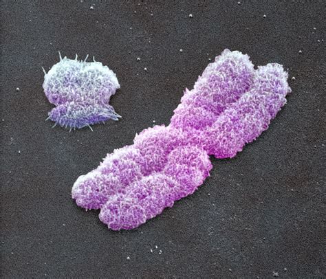 Male Sex Chromosomes Sem Photograph By Power And Syred Fine Art America