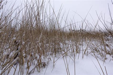 snowy grass stock image image of cold background christmas 12825521