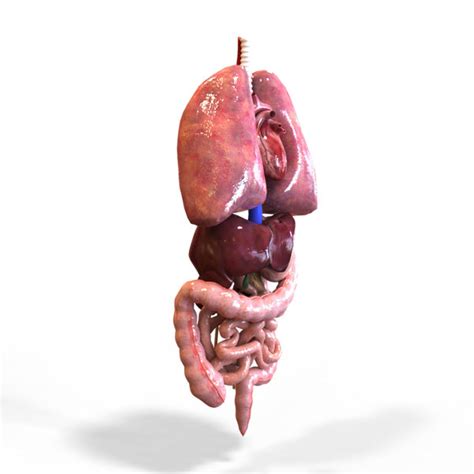 3d Human Internal Organs Intestines Model