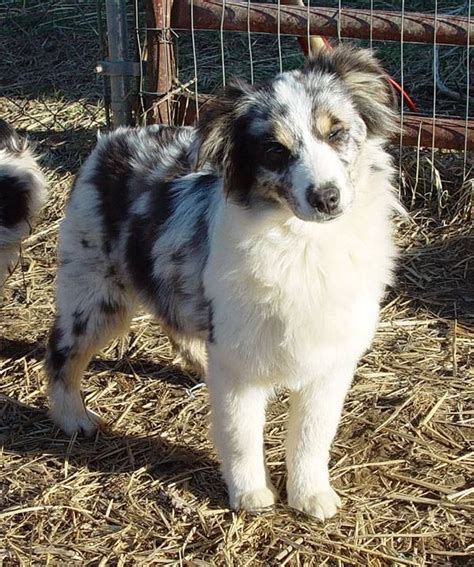 blue merle mini aussie