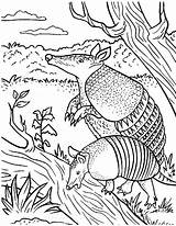 Armadillo Coloring Pages Getcolorings Animals sketch template