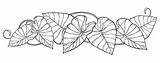 Colocasia Taro Esculenta Reed Cattail Bulrush Typha sketch template
