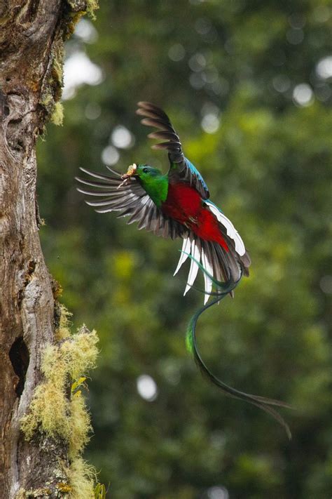 17 best images about quetzal on pinterest birds quetzal tattoo and