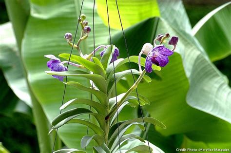 orchidee vanda orchidee vanda bleue entretien orchidée détente jardin
