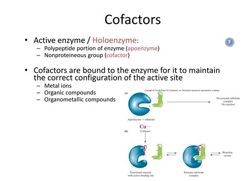 cofactors  coenzymes powerpoint