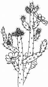 Cactus Coloring Flower Pages sketch template