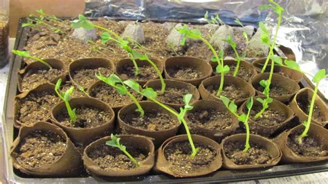 growing orchids  seed germination orchids care tips youtube