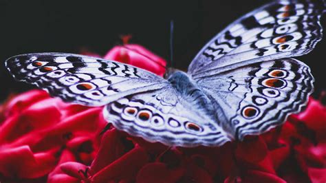 nightlife nightschool moths and butterflies california academy of