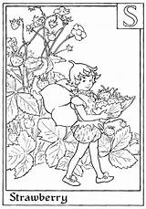 Fairies Meadow Coloriage Fraise Fee Coloruing Kaynak Azcoloring Imprimer sketch template