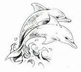 Dolphin Delfin sketch template
