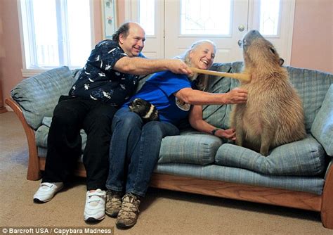 the texas couple who share their home with an eight stone capybara named gary daily mail online
