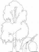 Birch Tree Coloring Pages Trees Recommended Printable Getcolorings sketch template