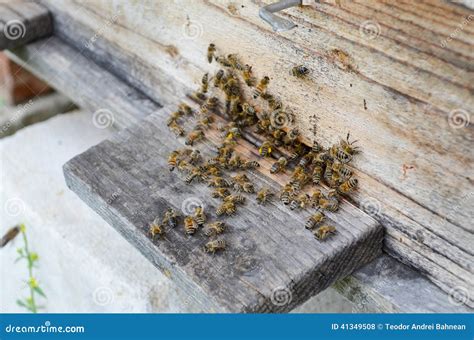 bijenkorf met bijen stock foto image  voor insecten