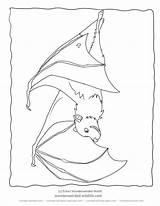 Coloring Bat Sheets Pages Fruit Wildlife Family Color Print Wonderweirded sketch template